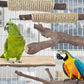 Bissap 5PCS Large Bird Perch Stand, Natural Wood Pole Standing Paw Grinding Fork Parrot Cage Branch with Rope for Macaw African Grey  Pet Medium Large Birds Cage Accessories