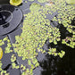60+ Live Giant Duckweed Plants, Spirodela Polyrhiza, Floating Plants for Pond, Aquarium