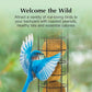 C&S Peanut Delight No Melt Dough Balls for Wild Birds Including Woodpeckers and Blue Jays, Pack of 4