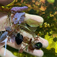Marcus Fish Tanks - Tiger Lotus Lily Nymphaea Lotus - Live Aquarium Plants - Freshwater Aquatic Plant Buy 2 Get 1
