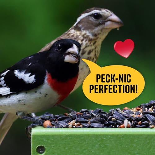 All Birds Wild Bird Seed – 10 lb. Classic Blend with Black Oil Sunflower, White Millet, Safflower, Peanuts & Sunflower Hearts – Balanced Bird Food for Outside Feeders