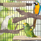 Bissap 5PCS Large Bird Perch Stand, Natural Wood Pole Standing Paw Grinding Fork Parrot Cage Branch with Rope for Macaw African Grey  Pet Medium Large Birds Cage Accessories