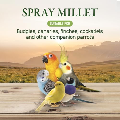 Living World – Millet Spray for Birds, 17.6 Oz – Premium Treat for Budgies, Canaries, Finches, Cockatiels and Other Pet Birds