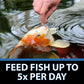 CrystalClear Staple Pond Fish Food for Healthy Koi & Goldfish, Protein Packed Floating Pellets for Summer Nutrition, Easy Digestion, 2.2 Pound Bag