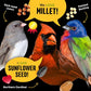 All Birds Wild Bird Seed – 10 lb. Classic Blend with Black Oil Sunflower, White Millet, Safflower, Peanuts & Sunflower Hearts – Balanced Bird Food for Outside Feeders