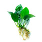 Java Fern and Anubias Aquarium Plant Bundle - Live Freshwater Plants for Aquascaping, Low Maintenance, Easy Beginner Friendly Decor for Fish Tank