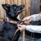 Carhartt Dual Handle Dog Leash, Durable Nylon Webbing Fabric W/Secure Metal Trigger Claw Clasp, Carhartt Brown, Large