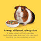 Kaytee Fiesta Guinea Pig Food, Nutritious and Fun Blend, Supports Dental Health and Digestion, 2.5 pounds