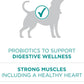 Purina One Plus Digestive Health Formula Dry Dog Food Natural with Added Vitamins, Minerals and Nutrients - 31.1 Lb. Bag