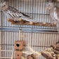 Bird Parrot Ladder Perch for Cage, Nature Wooden Bird Bridge Exercise Stands Parrot Climbing Chewing Toys for Small Animal