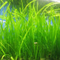 Marcus Fish Tanks 6 Jungle Val - Jungle Vallisneria Live Aquarium Freshwater Plants
