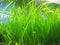 Marcus Fish Tanks 6 Jungle Val - Jungle Vallisneria Live Aquarium Freshwater Plants