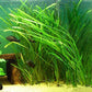 Marcus Fish Tanks 6 Jungle Val - Jungle Vallisneria Live Aquarium Freshwater Plants