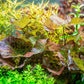 Marcus Fish Tanks - Tiger Lotus Lily Nymphaea Lotus - Live Aquarium Plants - Freshwater Aquatic Plant Buy 2 Get 1