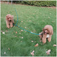 BTINESFUL 12FT 20FT 30FT 50FT Reflective Dog Tie Out for 2 Dogs, No Tangle 20ft by 1/3 Inch Nylon Rope Long Tether for Two Dogs, Dog Trolley Runner