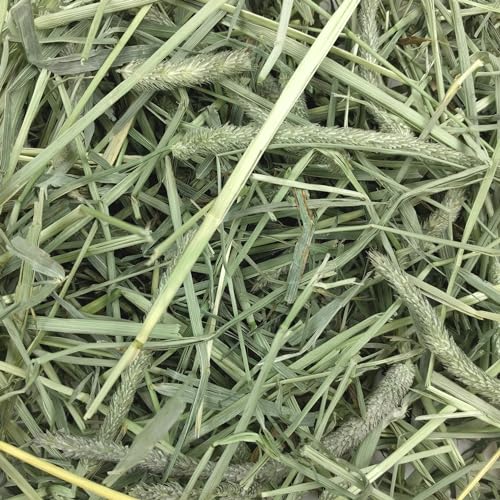 Oxbow Western Timothy Hay, Guinea Pig Hay, Small Pet Bunny Supplies, All Natural Grass for Guinea Pig, Bunny, Chinchilla & Hamster, Oxbow Rabbit Supplies for Bunnies, 90 oz. bag