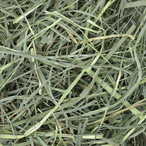 Oxbow Orchard Grass Hay for Small Pets – All-Natural Long Strand Fiber Hay for Rabbits, Guinea Pigs, Chinchillas, and Hamsters – Supports Digestive Health and Enrichment – 40 oz Bag