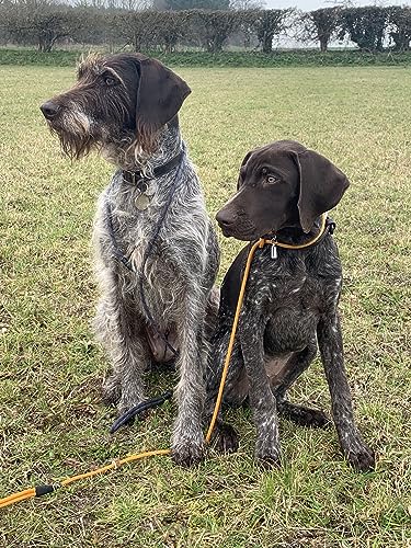 Cesar Millan Slip Lead Leash™ - 2-in-1 Slip Collar Dog Training Lead & Collar | Heavy Duty Durable Weatherproof Rope Leash, No Pull Training | Length