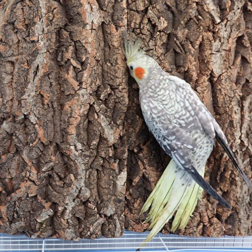 2 Pack 12 x 8 Inch 100% Natural Cork Perch, Bird Cork Seat Boards, Birdcage Bark Decor Accessories for Birds Parakeets Budgie Parrot Cockatiel Hamster Guinea Pig Rat