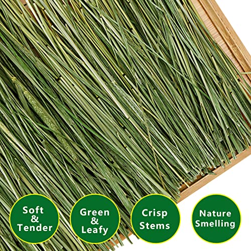 Timothy Hay 2.2LBS - Premium Hay for Rabbits Tortoise Guinea Pig Chinchilla - Dust Free Natural Fresh Hay (1.1 lbs, 2 Pack)