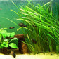 Marcus Fish Tanks 6 Jungle Val - Jungle Vallisneria Live Aquarium Freshwater Plants