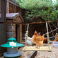 6 Packs Chicken Toys for Coop Accessries, Chicken Swing Toys for Chicken Hens, Chicken Xylophone Toys and Mirror, Vegetable Hanging Feeder, Veggies Skewer
