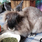 Sherwood Pet Health Adult Rabbit Food Timothy Hay Free-Choice 4.5lbs Hay-Based, Grain and Soy-Free for Better Digestion