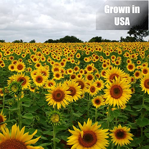 Old Potters Wildlife Black Oil Sunflower Seeds for Birds and Wildlife, Non-GMO & USA Grown on Small Farms (6 lbs)