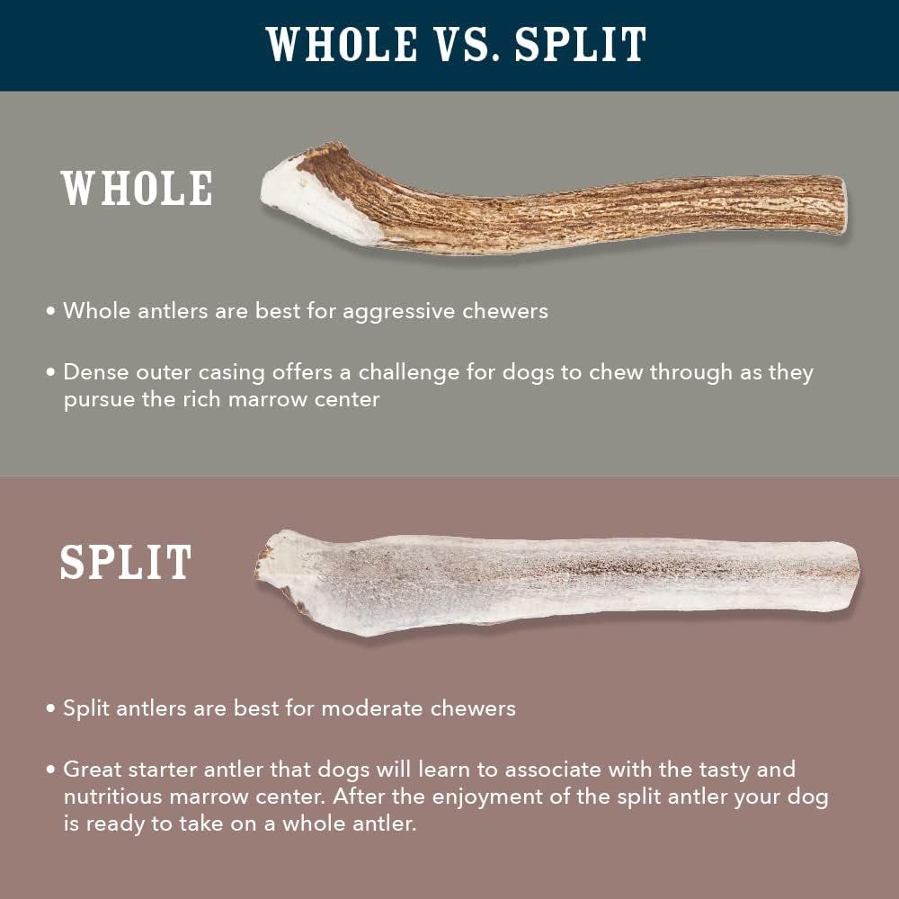 Wag Dog Deer Antler Chew, Naturally Shed, Whole, 9 - 10.5 inches, Long Lasting for Aggressive Chewers, X-Large, Best for Dogs over 45 lbs