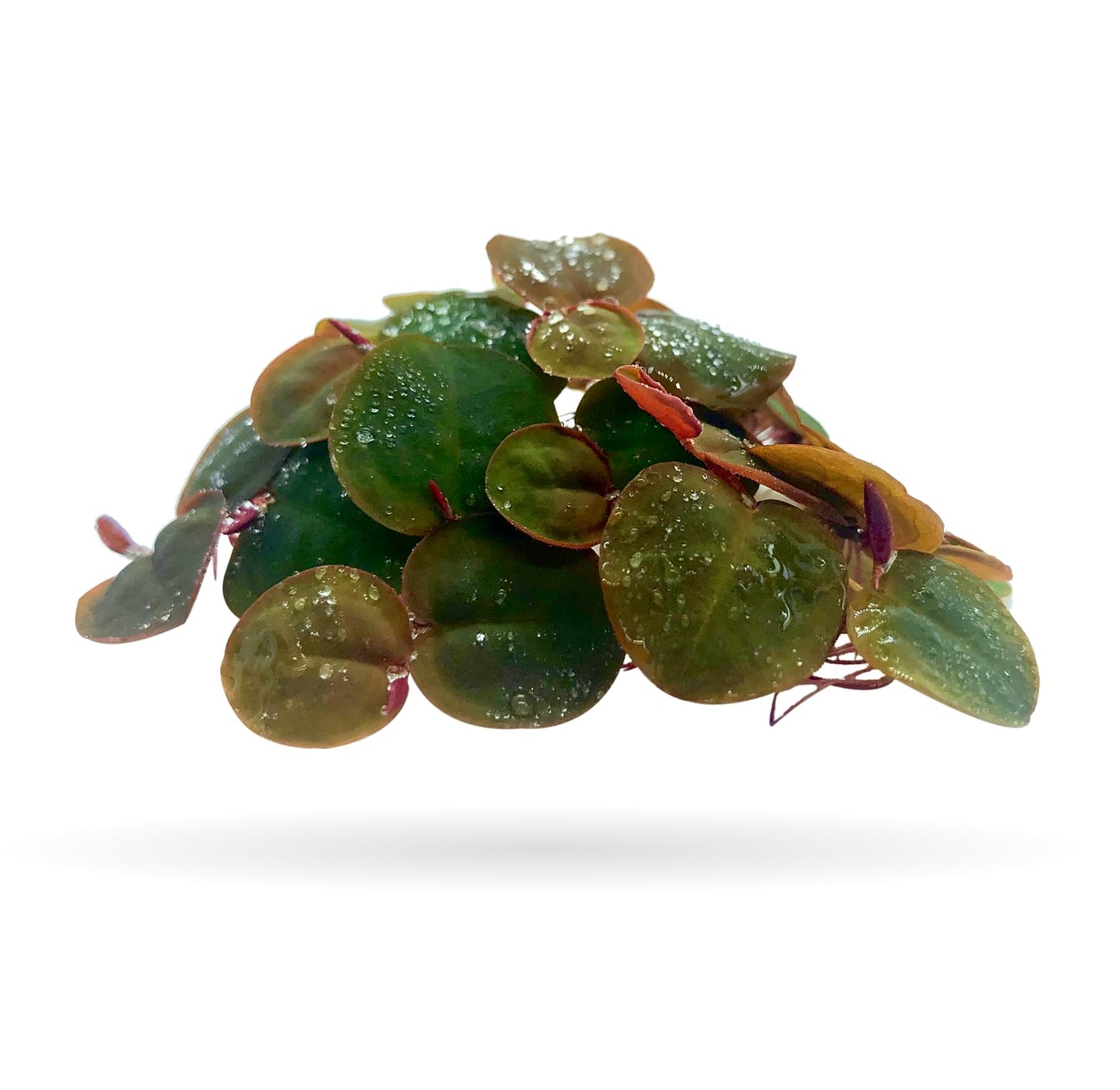 Aquarigram 60+ Leaves Red Root Floaters Live Floating Plants for Aquarium (Phyllanthus Fluitans)…