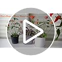 Glass Plant Watering Globes, Self Watering Globes Bird Shape, Self Watering Planter Insert, Plant Watering Devices, Automatic Plant Waterer Indoor, Watering Bulbs, 3 Pack
