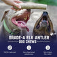 Devil Dog Pet Co. Elk Antlers for Dogs, Medium 5"+, 1 Pack, Grade A Long Lasting Chew for Aggressive Chewers, Premium USA Naturally Shed Antler – Healthy, No Odor, Durable Dog Chew