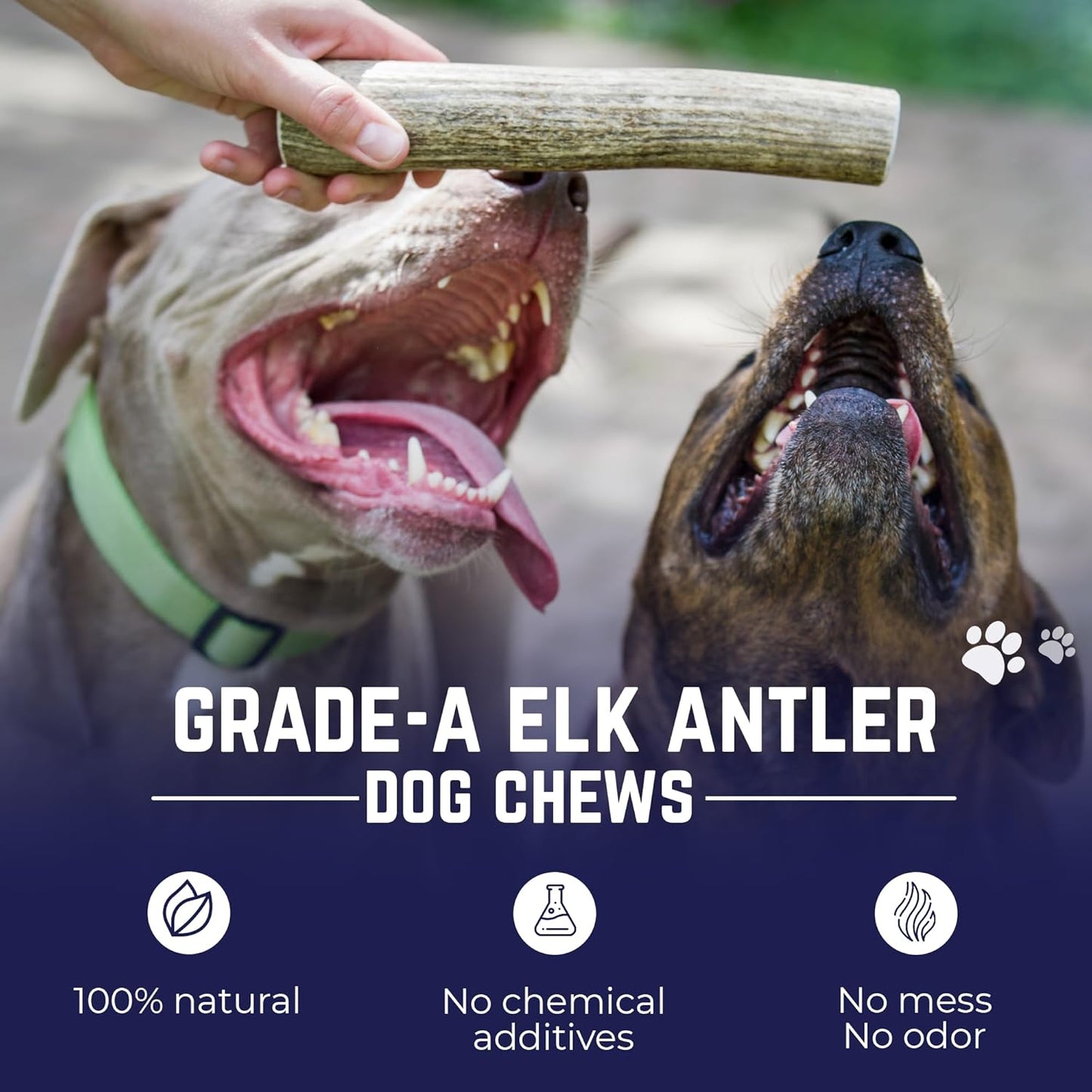 Devil Dog Pet Co. Elk Antlers for Dogs, Medium 5"+, 1 Pack, Grade A Long Lasting Chew for Aggressive Chewers, Premium USA Naturally Shed Antler – Healthy, No Odor, Durable Dog Chew