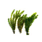Marcus Fish Tanks 3X Anacharis Elodea Densa Live Aqurium Plants