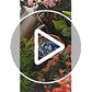 Mellbree Bird Bath Copper Disk, 0.6mm Reinforced 99.99% Pure Copper Cleaning Disk for Physical Safe Clean Water All-Season, Universal Fit for Outdoor Birdbaths, Bowl, Bird Bath Solar