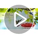 eWonLife 2 Pack Hummingbird Feeders for Outdoors, 16oz Leak-Proof Saucer Humming Bird Feeder with Integrated Ant Moat, Bee Proof 5 Feeding Ports, Brush, Easy Clean & Refill, Hanging Garden Yard Décor