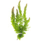 Live Fish Aquarium Plants - Hornwort Coontail - Floating or Rooted, Excellent Oxygenator, Perfect for Ponds or Aquariums, Great for Baby Fish, Guppy Grass Substitute
