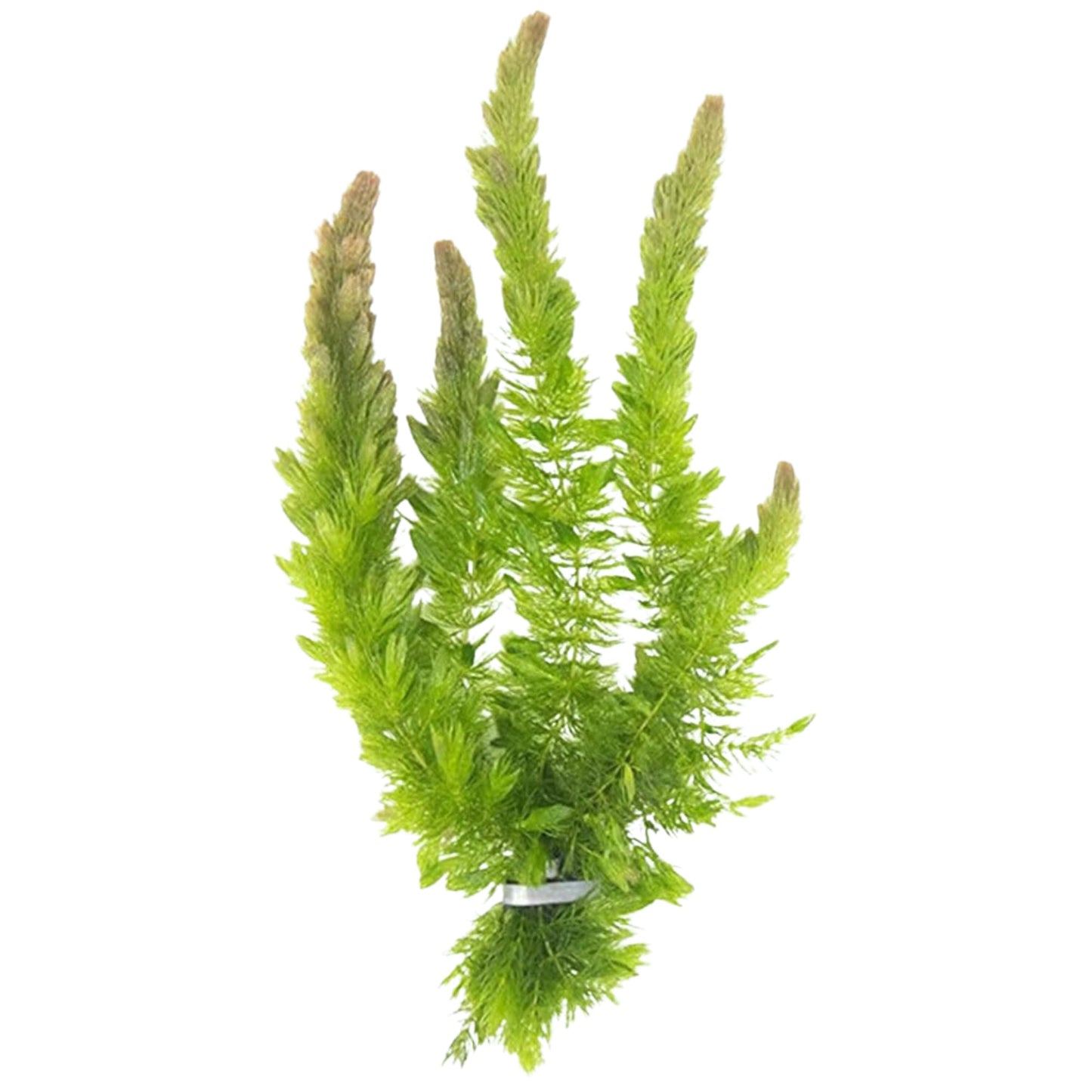 Live Fish Aquarium Plants - Hornwort Coontail - Floating or Rooted, Excellent Oxygenator, Perfect for Ponds or Aquariums, Great for Baby Fish, Guppy Grass Substitute