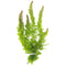 Live Fish Aquarium Plants - Hornwort Coontail - Floating or Rooted, Excellent Oxygenator, Perfect for Ponds or Aquariums, Great for Baby Fish, Guppy Grass Substitute