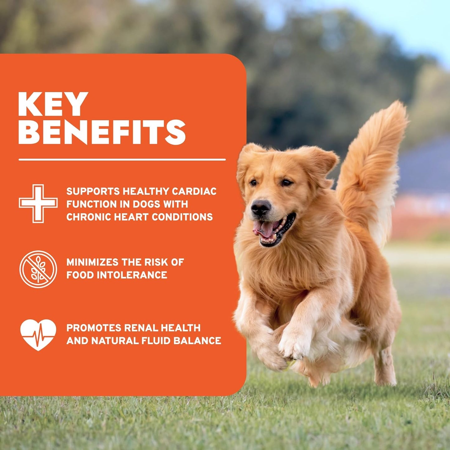 Forza10 - Dog Food, Limited Ingredient Dog Food with Omega‑3, Non-GMO, Dry Food for Kidney Support, Made in Italy (8.8 lb)
