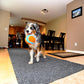 Chuckit! Indoor Fetch Ball Dog Toy for Dogs - Interactive Dog Toys for Boredom, 4.75 Inch, Orange and Blue