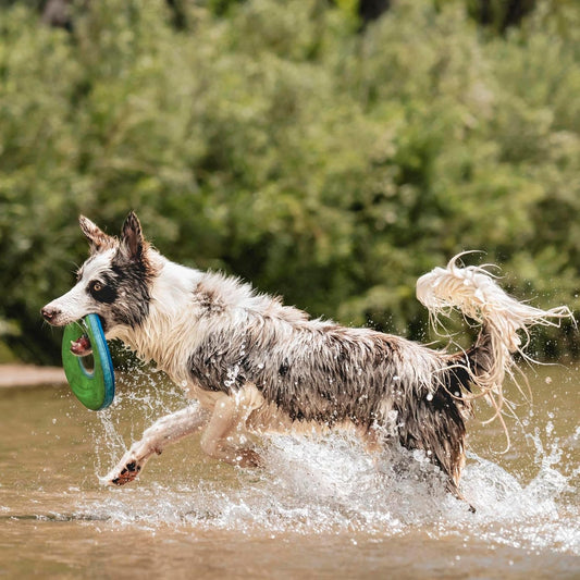 Chuckit! Amphibious ZipFlight Floating and Flying Disc Dog Toy, Medium (8.5"), Assorted Colors (Orange And Blue/Green and Blue)
