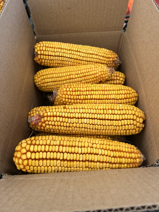 17 lbs of Ear Corn for Squirrels, Deer, Rabbits - Grown by Woldhuis Farms