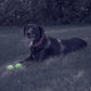 Chew King 2 Piece Glowing Fetch Ball
