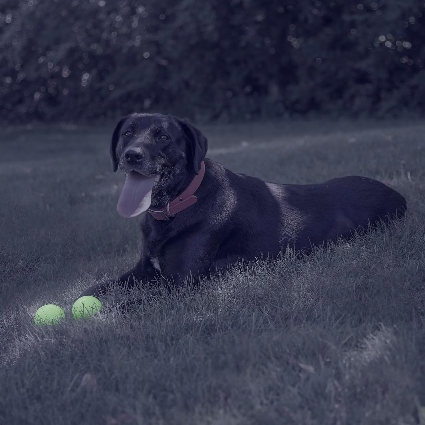 Chew King 2 Piece Glowing Fetch Ball