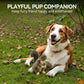ALL FOR PAWS Classic Squirrel Pet Toys, Small