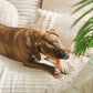 SPOT Bam-Bones Plus T Bone – Bamboo Fiber & Nylon Dog Chew Toy for Moderate to Aggressive Chewers, Durable Long Lasting & Non-Splintering, Beef Flavor Toy for Adult Dogs & Puppies Under 60 lbs, 6 in