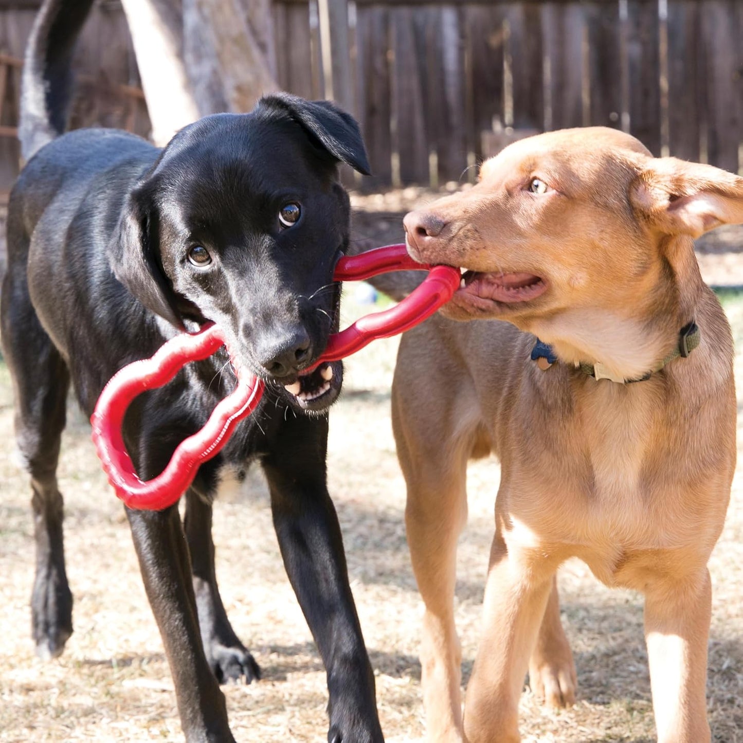 KONG Tug Toy - Dog Supplies for Tug of War - Natural Rubber Dog Toy for Outdoor & Indoor Playtime - for Medium/Large Dogs