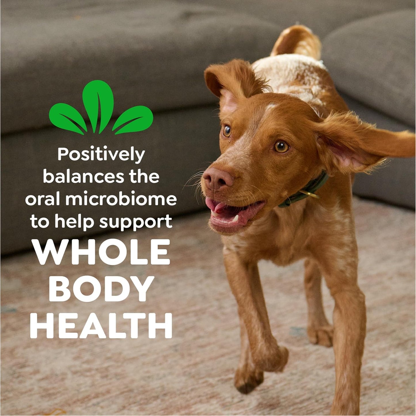 Greenies Veterinarian-Recommended Natural Dental Dog Treats Teenie Size, Daily Treating, Helps Clean Teeth and Freshen Breath, Original Flavor, 36 oz. Pack, 130 Count