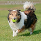 SHYUJAJIE Tennis Balls, 20 Pack Training Tennis Balls,High Elasticity Practice Tennis for Beginner, Exercise Playing Balls for Pet Dog